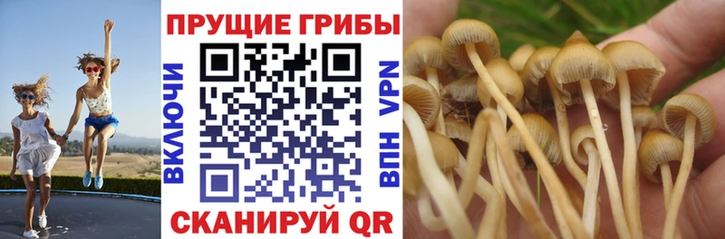 Псилоцибиновые грибы ЛСД  где найти наркотики  Сургут 